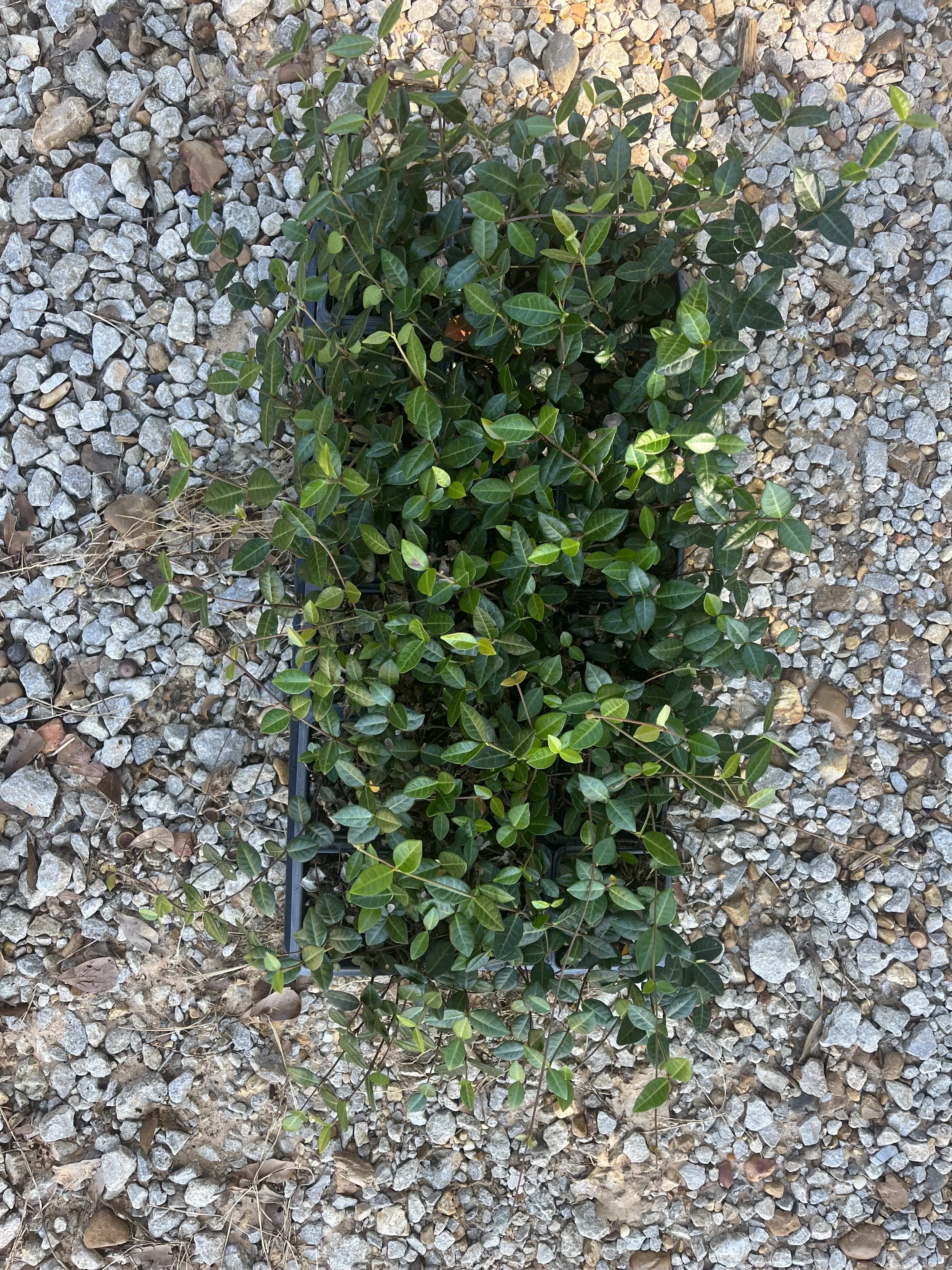 Asian Jasmine — Bayou State Plant Co.